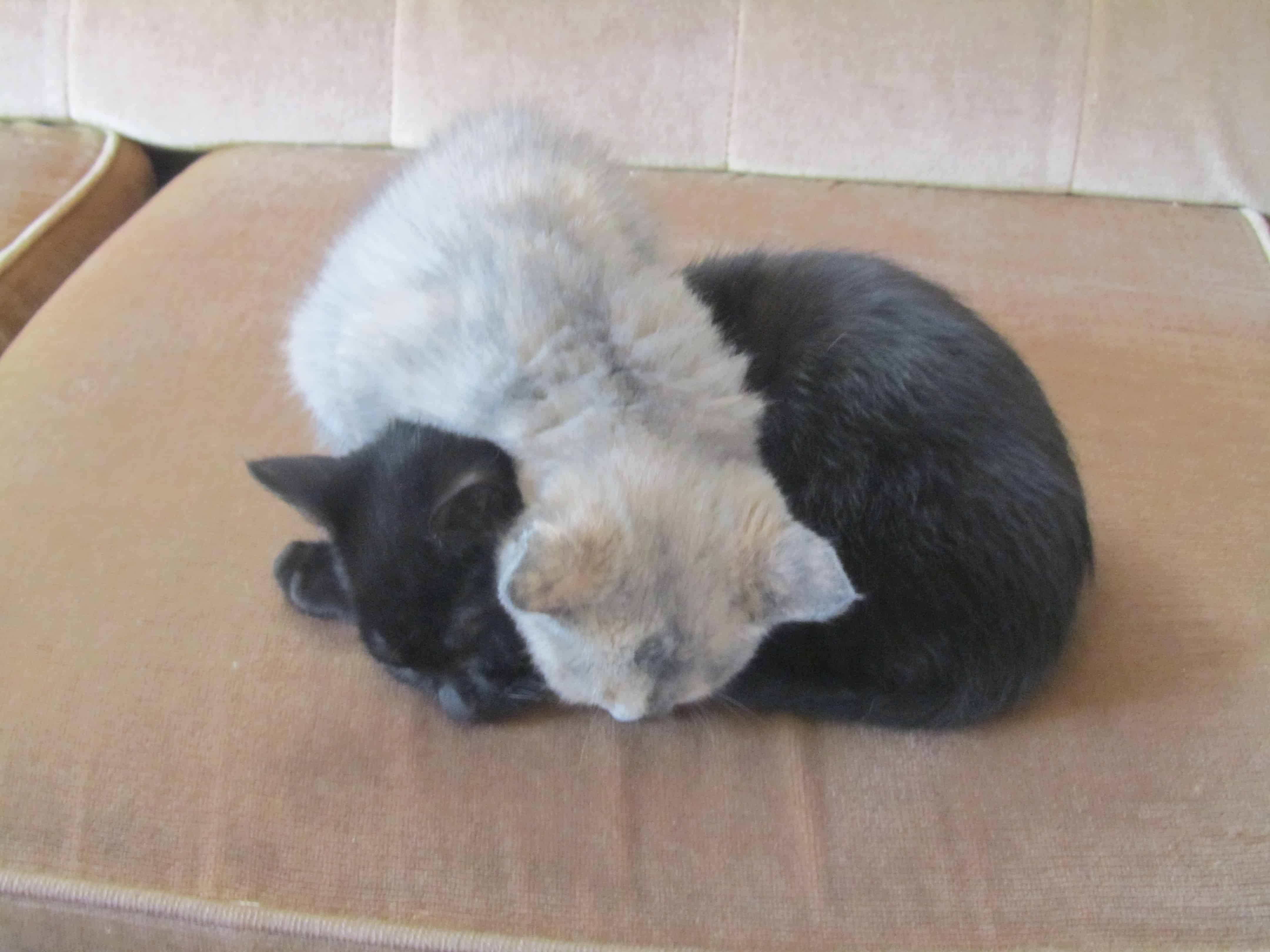 Yep...they sleep like this!