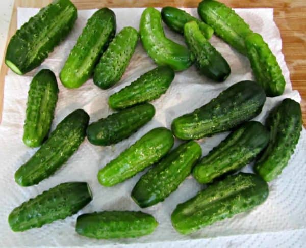 Bottled Gherkins (Homemade Dill Pickles) - The Kiwi Country Girl