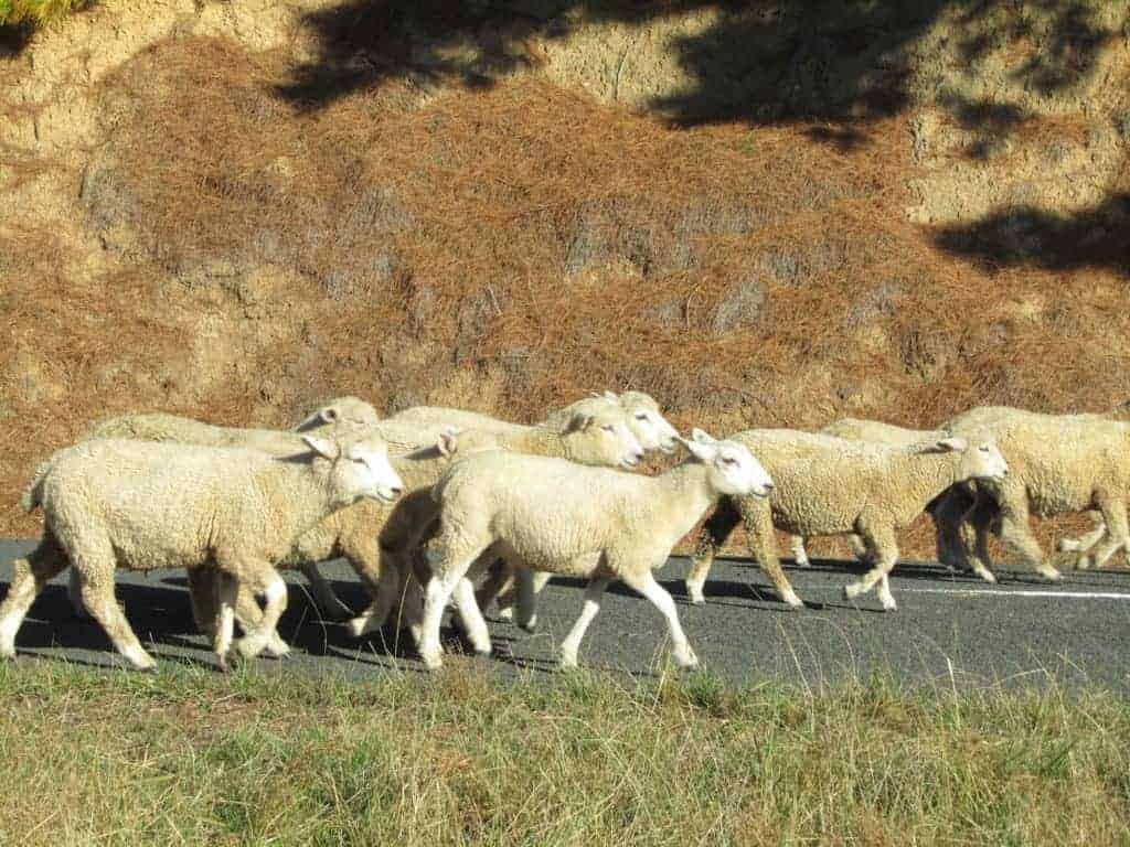 Sheep traffic