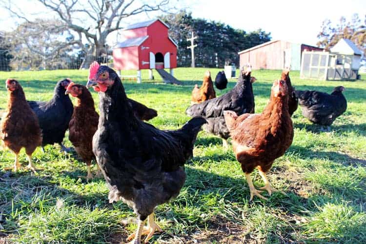 Picture of chickens in paddock with red barn coop in background