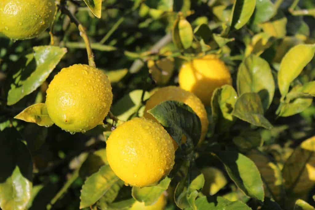 Lemon Curd (1)