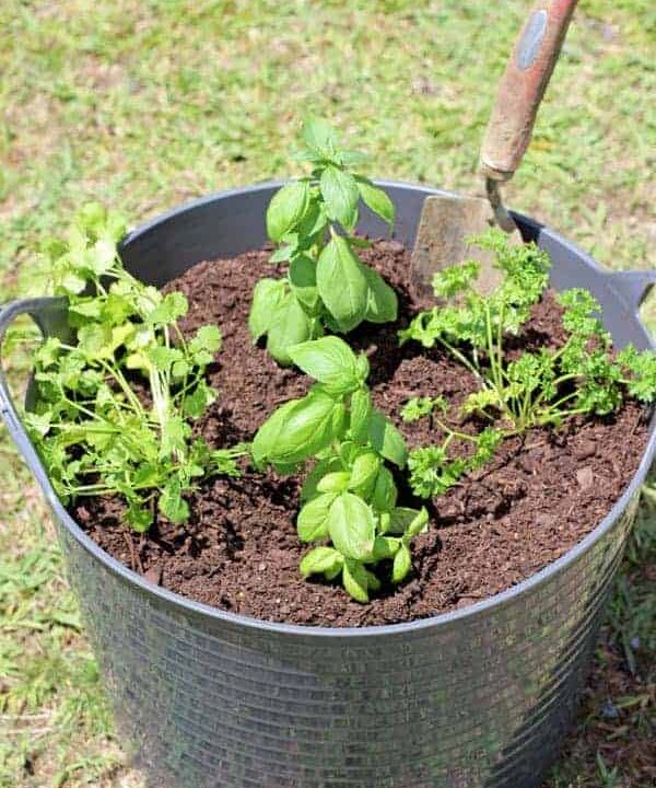 How to start a herb garden for less than $11. Full tutorial on the materials you need, how long it will take and a few handy hints about growing herbs. | thekiwicountrygirl.com
