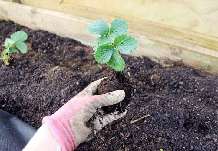 Hand holding strawberry plant ready to go in the ground