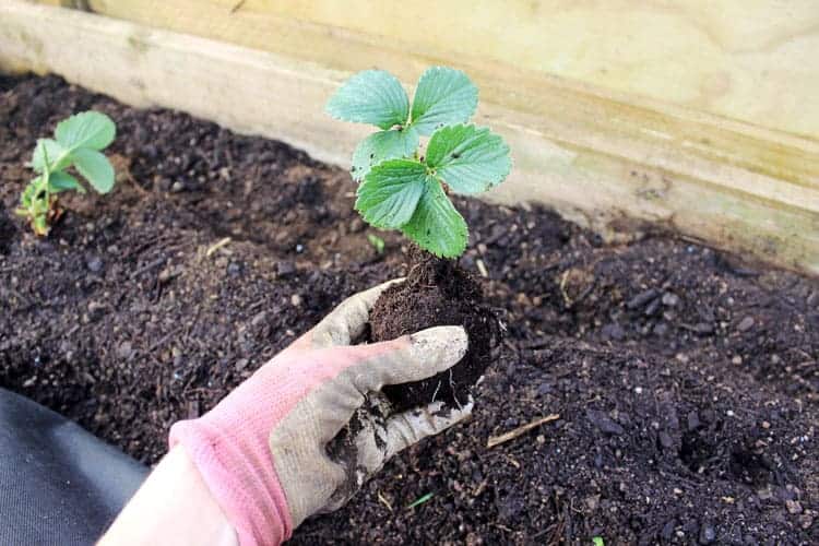 Hand holding strawberry plant ready to go in the ground