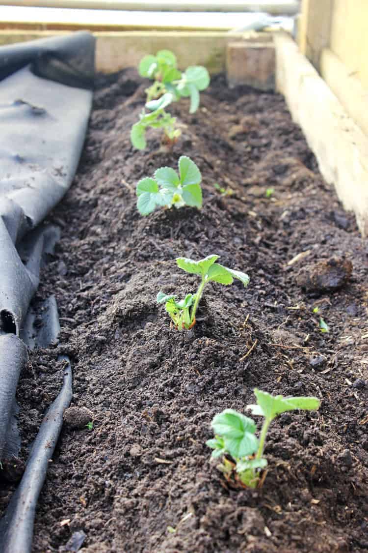 Row of small strawberry plants in a raised garden bed