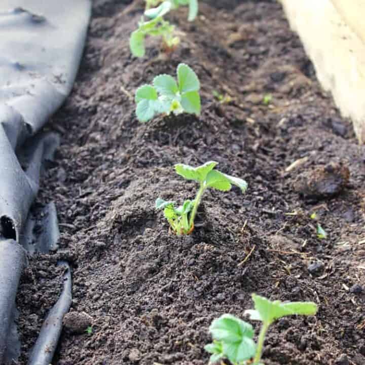 Row of strawberries planted in a raised bed