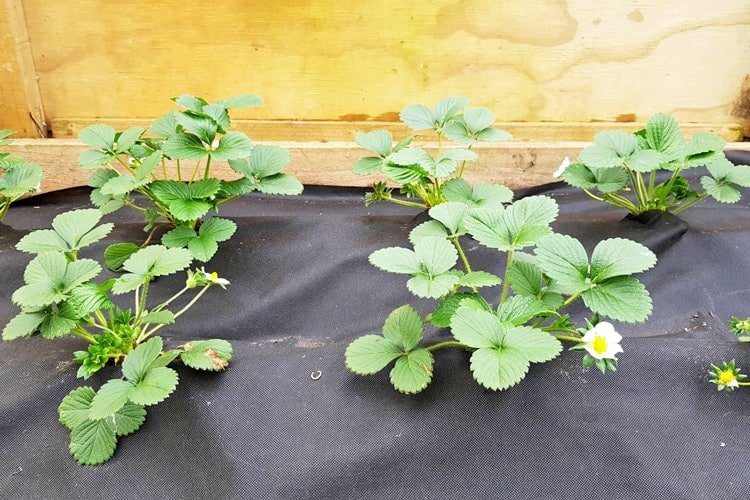 Strawberry plants in a raised garden bed