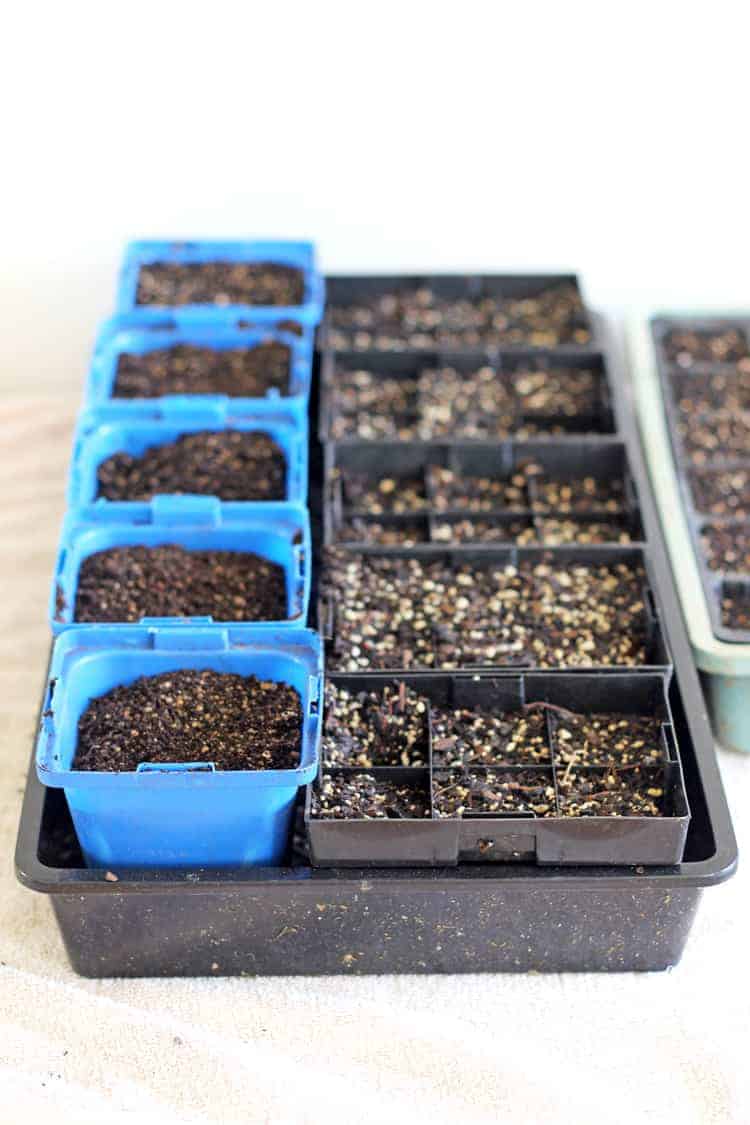Row of plastic punnets for starting seeds inside