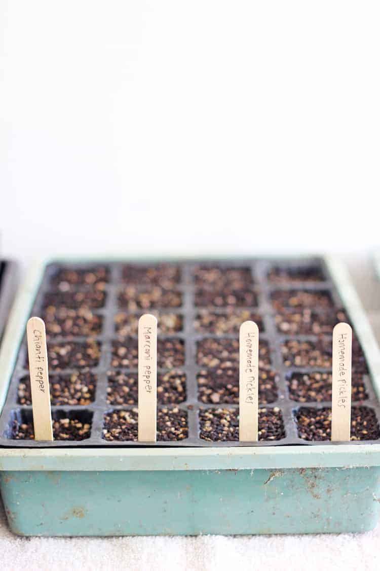 Seedling tray with popsicle stick labels 