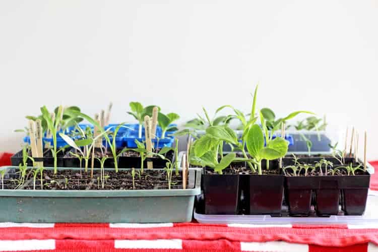 Seedlings in plastic punnets on a table