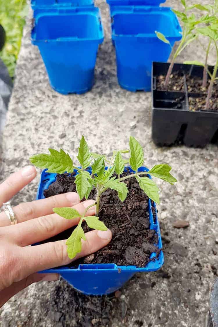 Tomato seedling being re potted into a blue pot