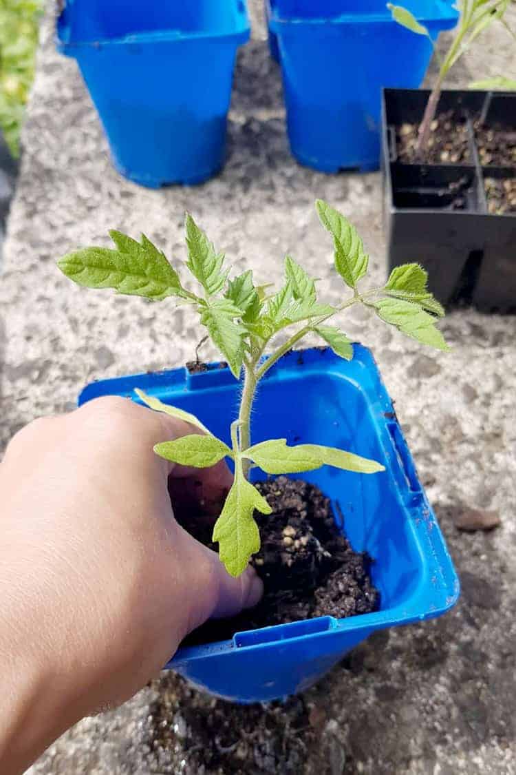 Tomato seedling being re potted into a blue pot
