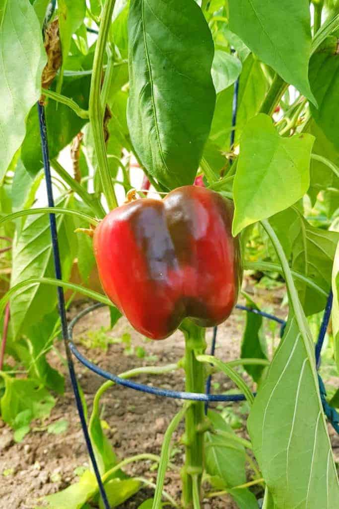 Red pepper on plant