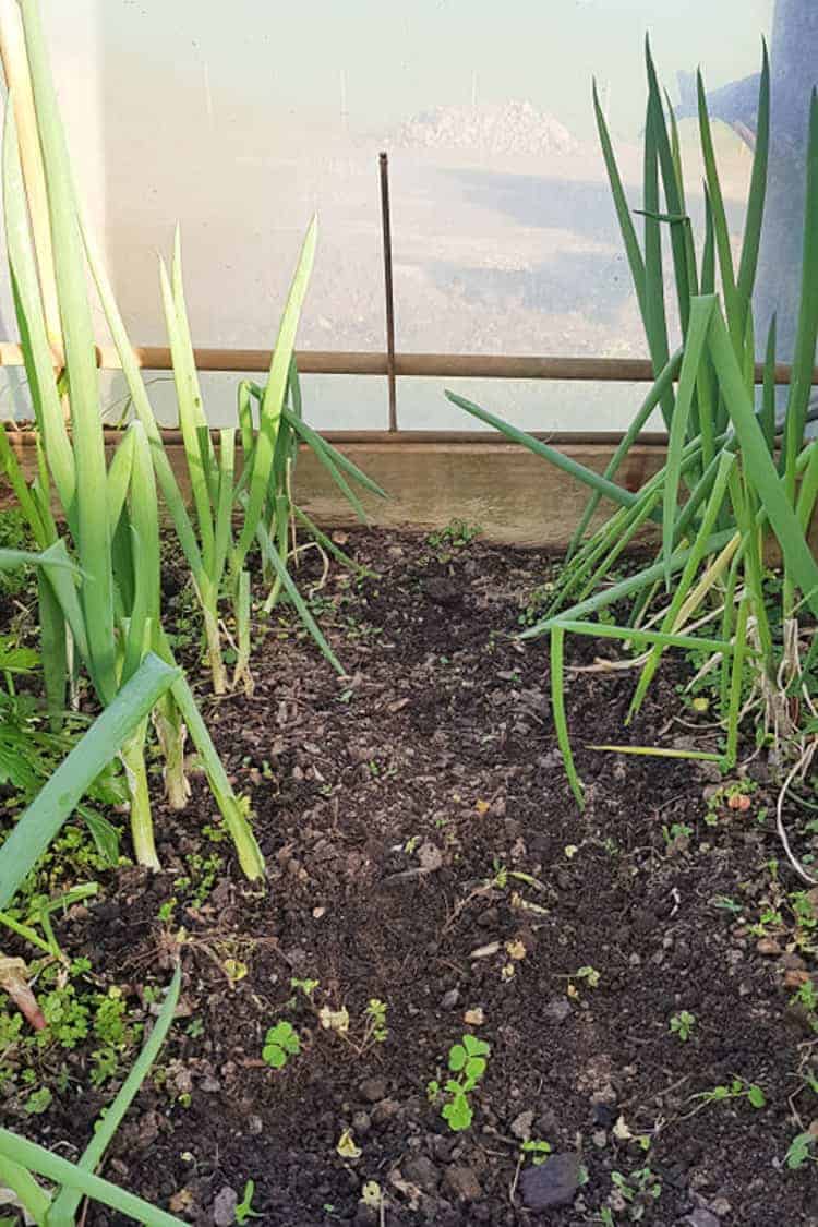 Spring onions growing in polytunnel with sprinkler