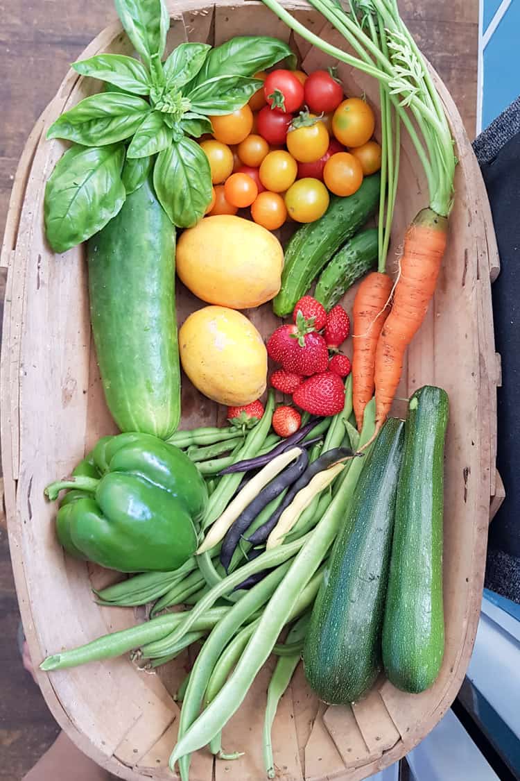 Basket of vegetables from the garden